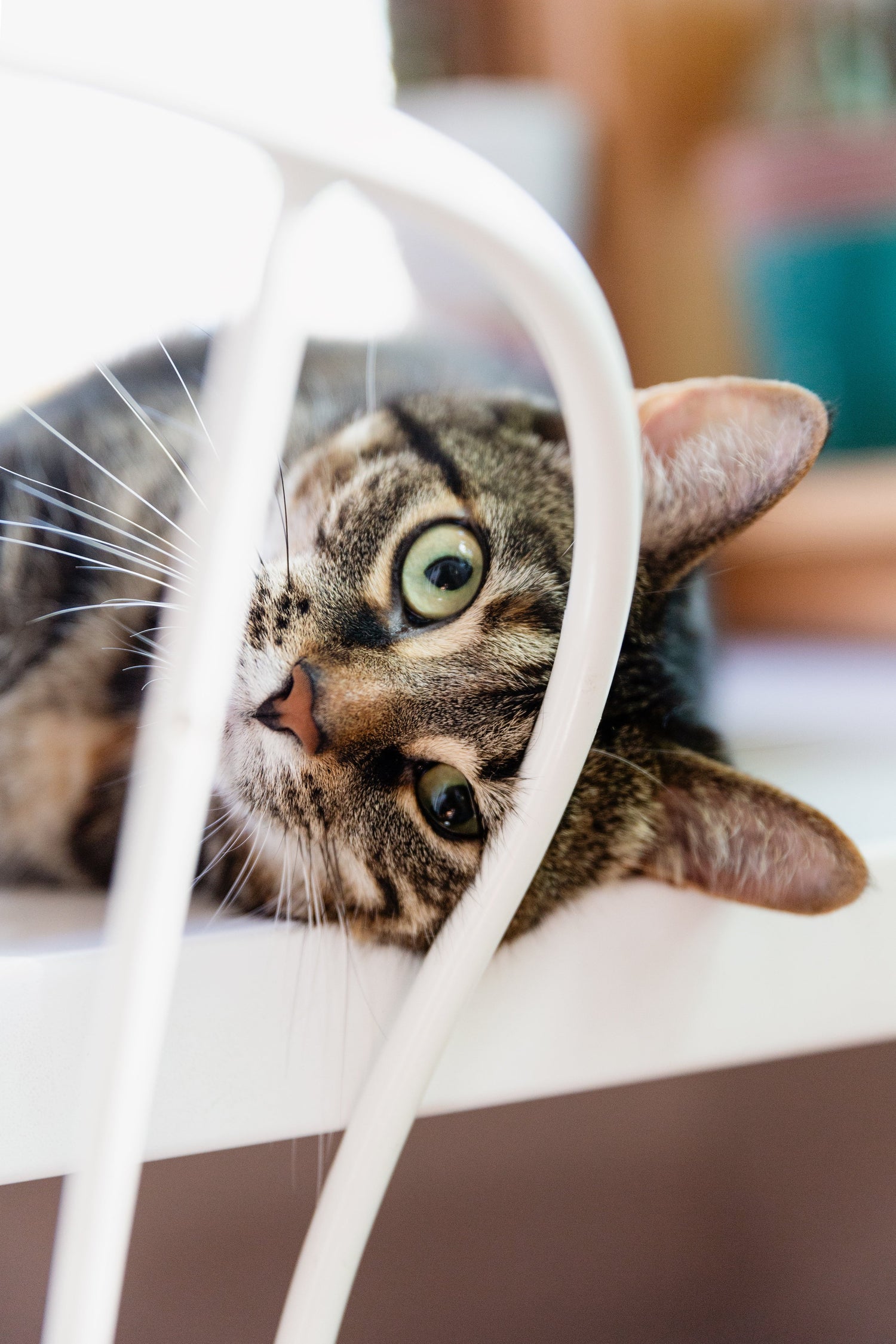 Cats Collection